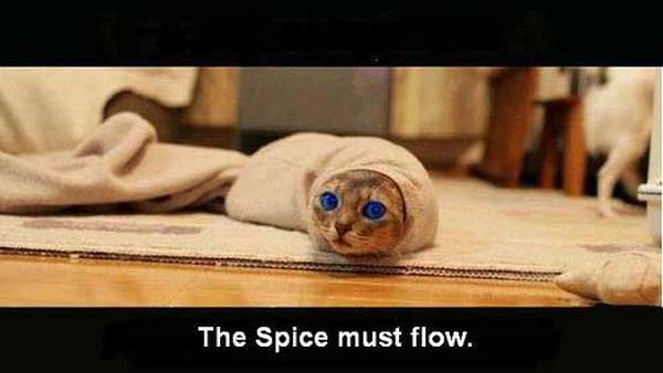 The Spice must flow